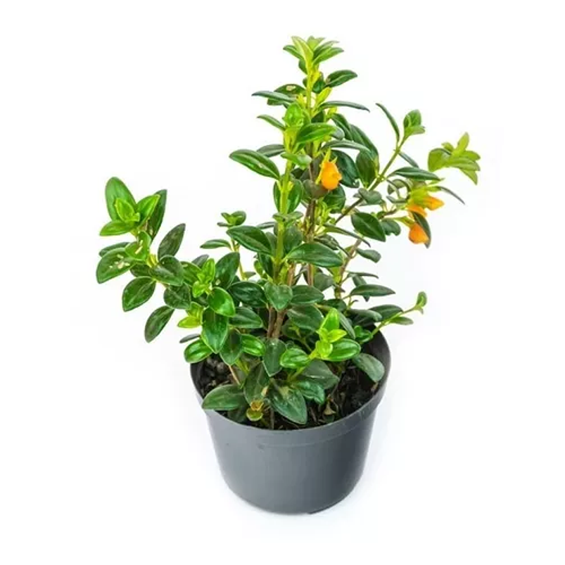 Pescadito en Maceta Tipo Vivero más Sustrato 1