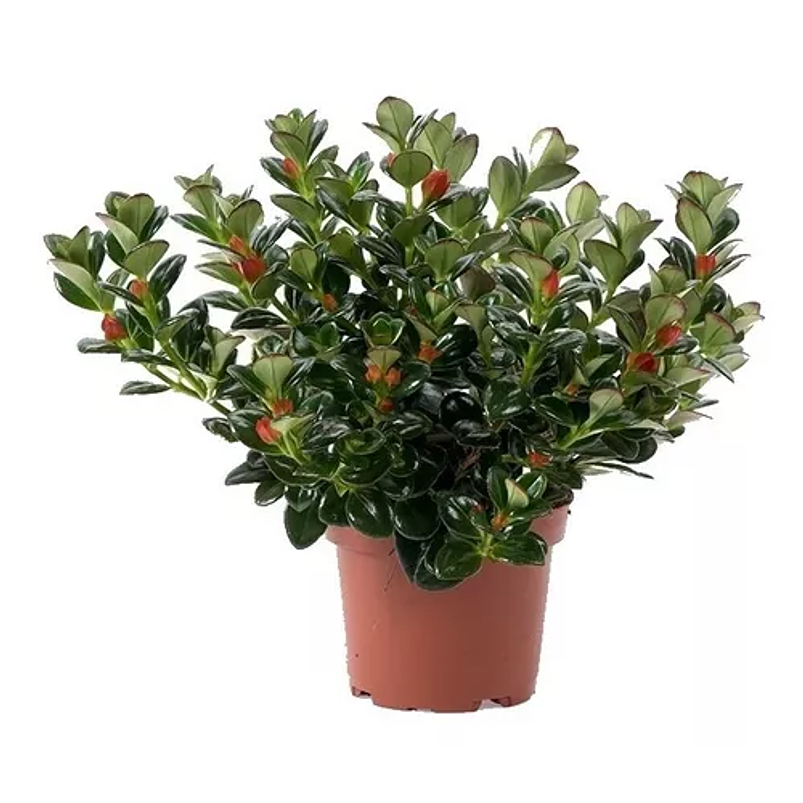 Pescadito en Maceta Tipo Vivero más Sustrato 2