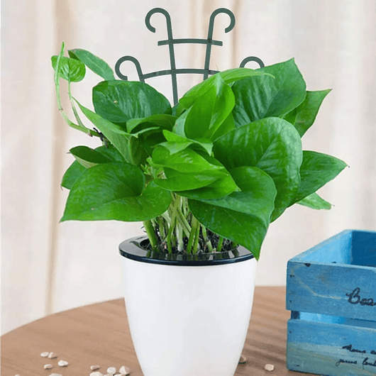 Soporte - Enrejado -Tutor Plástico Para Plantas Trepadoras x2 Unidades 3