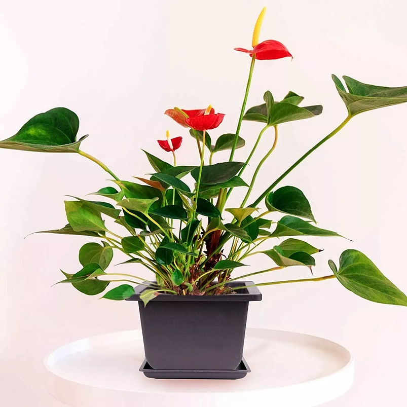 Maceta Plástica Bonsái 12cm Ancho X6cm Alto Cuadrada +plato 6