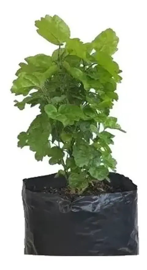 Millonaria Mediana en Maceta Tipo Vivero más Sustrato Organico