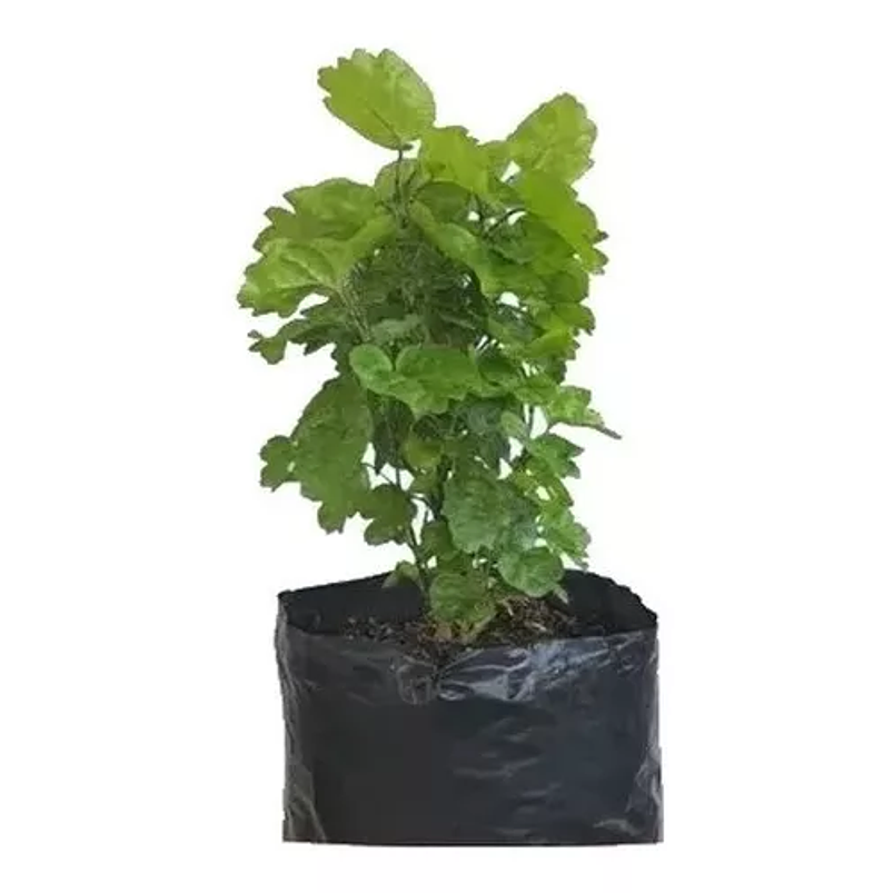 Millonaria Mediana en Maceta Tipo Vivero más Sustrato Organico 1