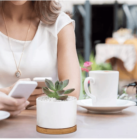 Maceta en Cerámica Premium Blanca más plato Bambu Cactus Suculentas