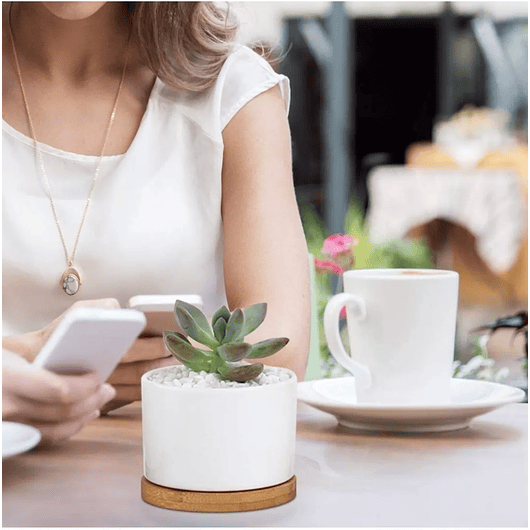 Maceta en Cerámica Premium Blanca más plato Bambu Cactus Suculentas 1