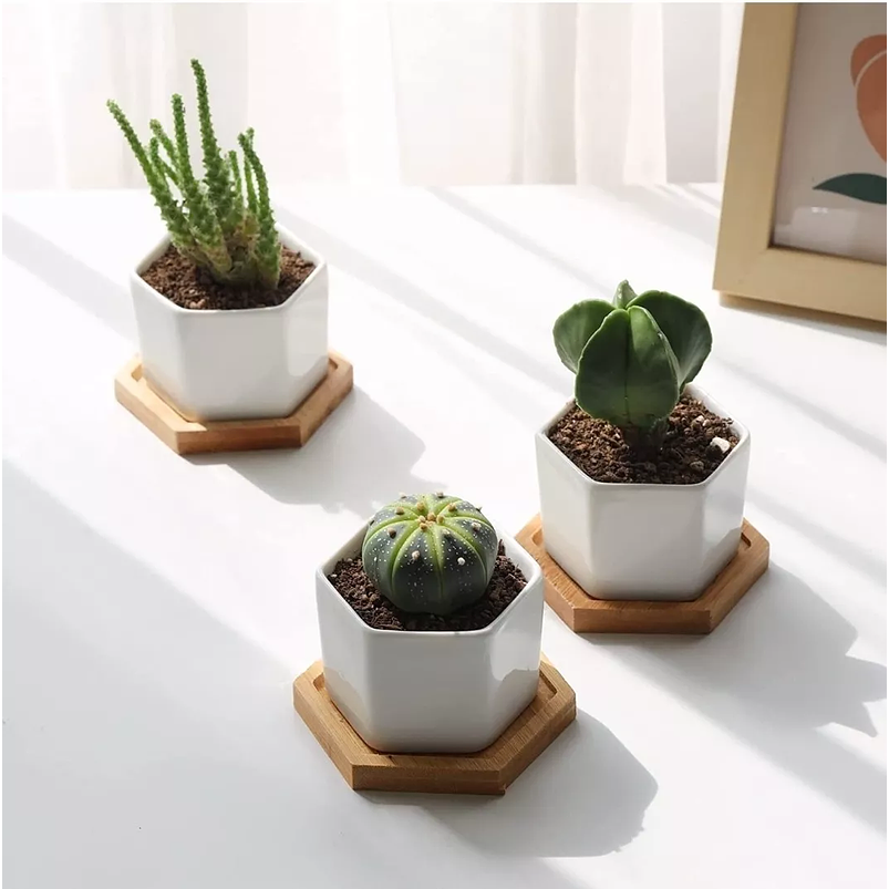 Maceta Hexagonal 1unid Cerámica 7cm Ancho x5cm alto más plato Bamb 1