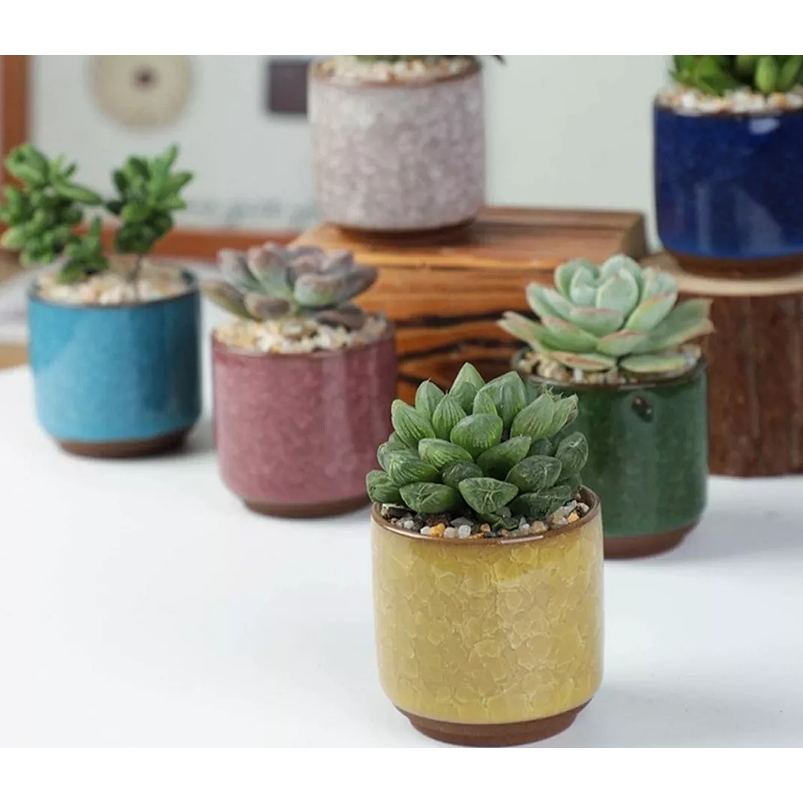 Juego Maceta X8unid Cerámica Colores +plato 5.5x5.5cm Cactus 4