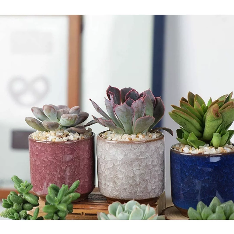 Juego Maceta X8unid Cerámica Colores +plato 5.5x5.5cm Cactus 5