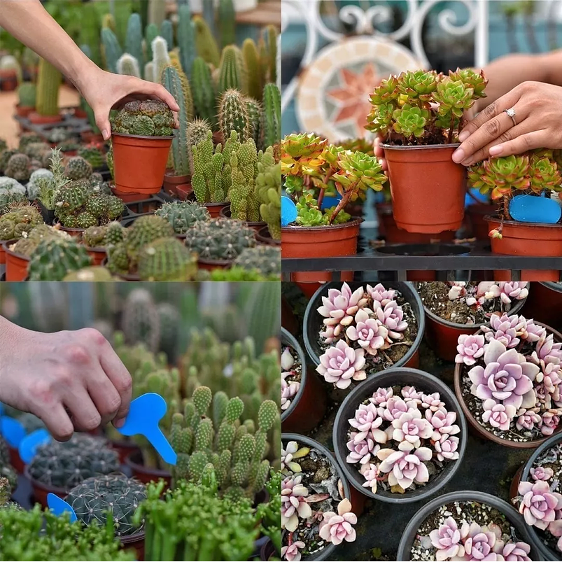 Maceta Plástica Siembra X120unid +tapa Riego +120 Etiquetas 2