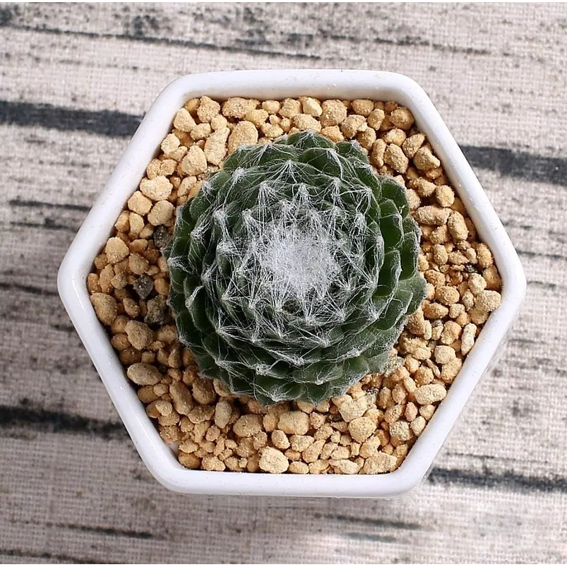 Maceta Hexagonal Blanca Cerámica X6unid. 7cm Ax5cmalto+plato 2