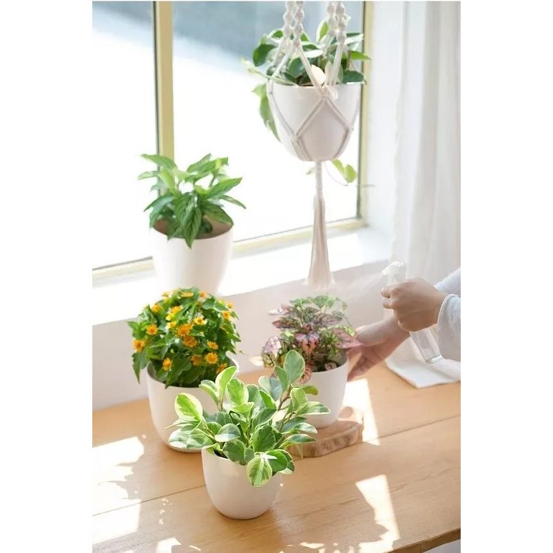 Macrame de Portamaceta más Maceta Incluida 16.5cm Diam Marfil 4