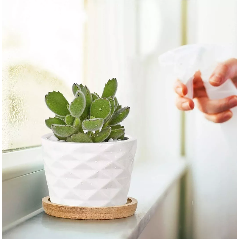 Juego De Macetas En Cerámica Y Bambú De Cactus Suculenta x6 4