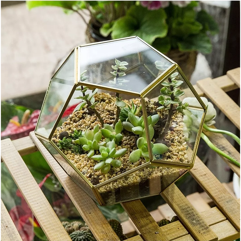 Terrario Dodecaedro Plantas Suculenta Dorado En Vidrio 4