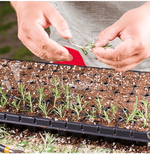 Enraizante De Plantas Hormonas Natural x75gr Doff