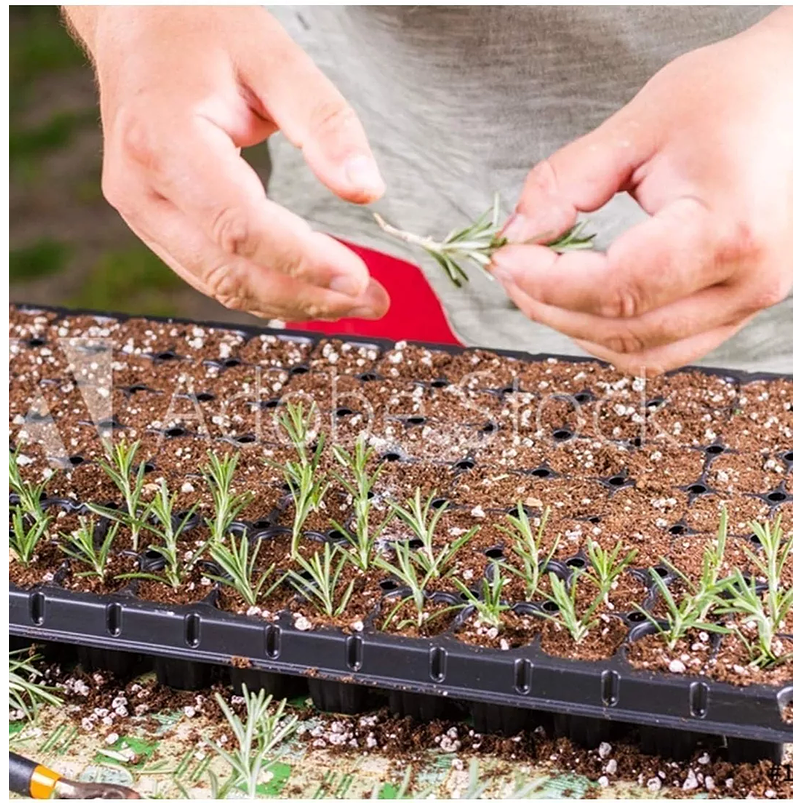 Enraizante De Plantas Hormonas Natural x75gr Doff 2