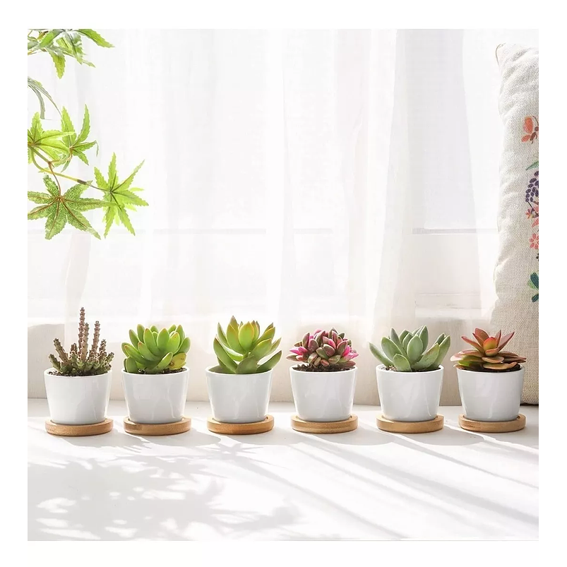 Maceta Cerámica Premium Cactus más plato Bambu 1unid 6.5cm Diam Blanco 3