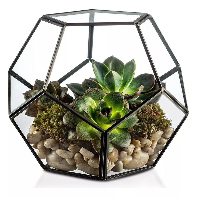 Terrario Dodecaedro Cristal Plantas Suculenta Cactus Dodecaedro Negro 1
