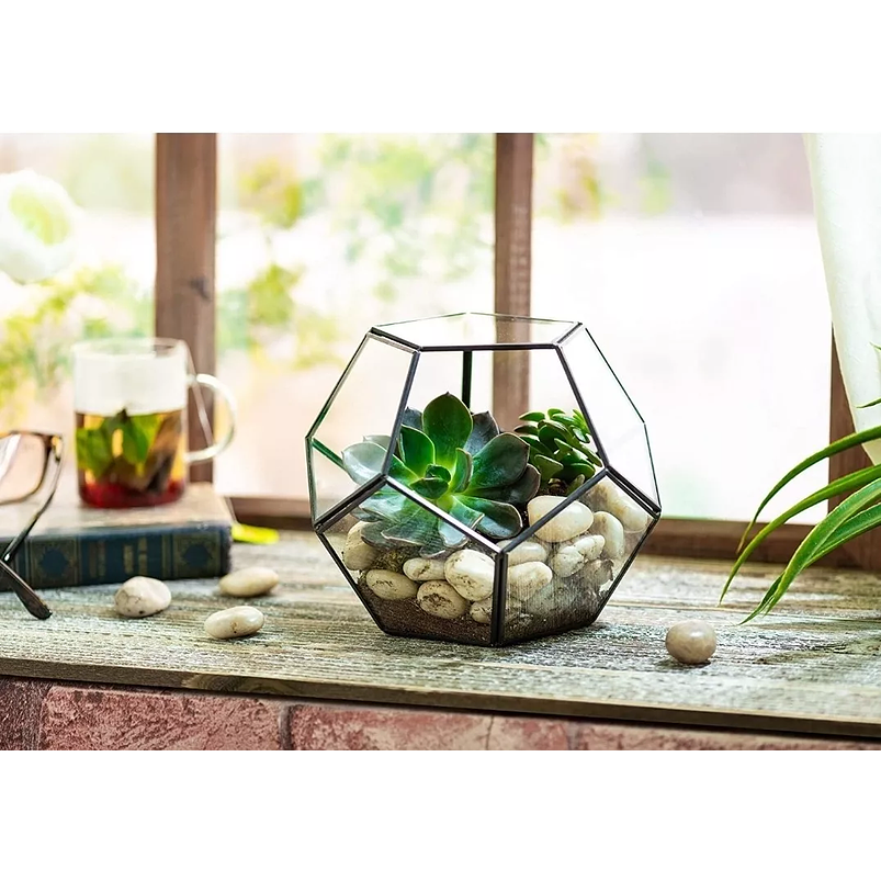 Terrario Dodecaedro Cristal Plantas Suculenta Cactus Dodecaedro Negro 4