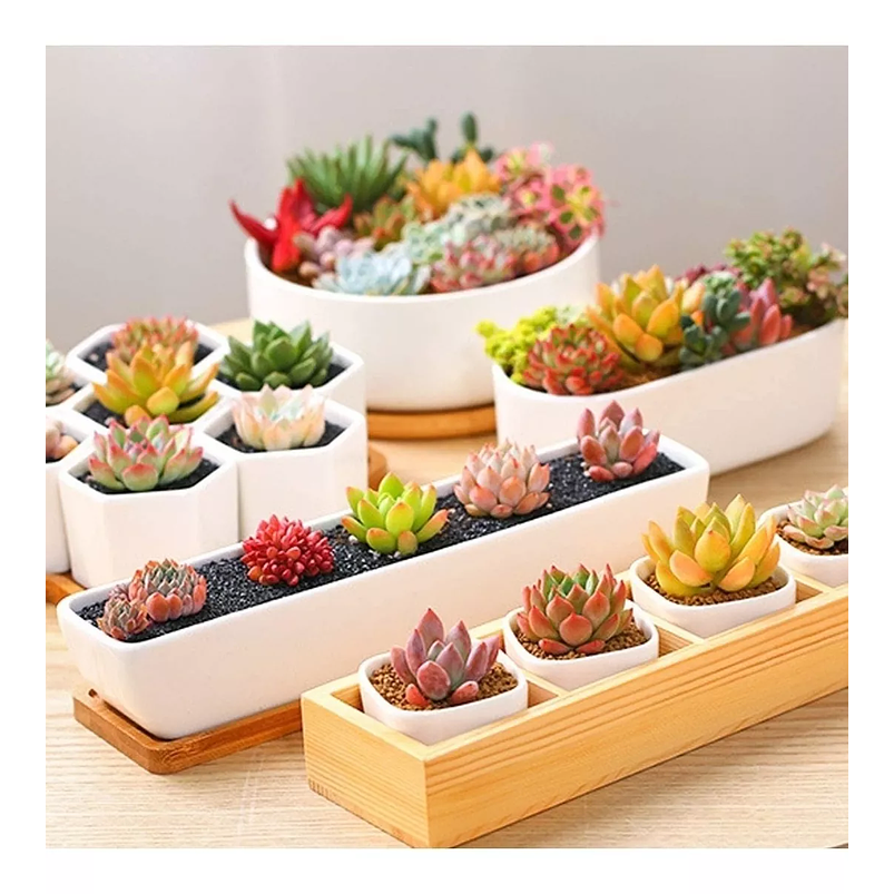 Maceta Ceramica Premium Rectangular 28cm Largo más plato Bambu Blanco 3