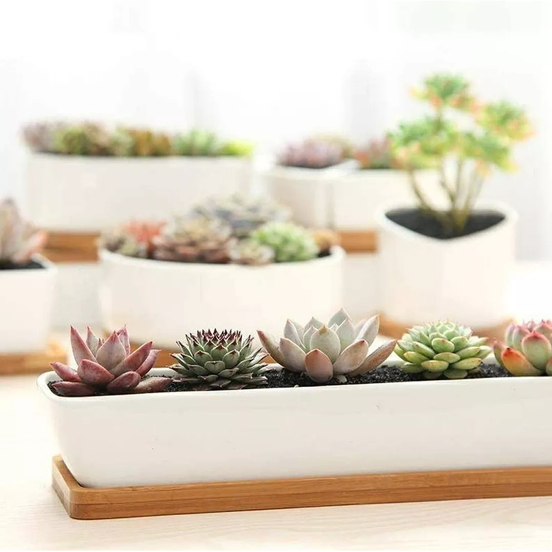 Maceta Ceramica Premium Rectangular 28cm Largo más plato Bambu Blanco 1