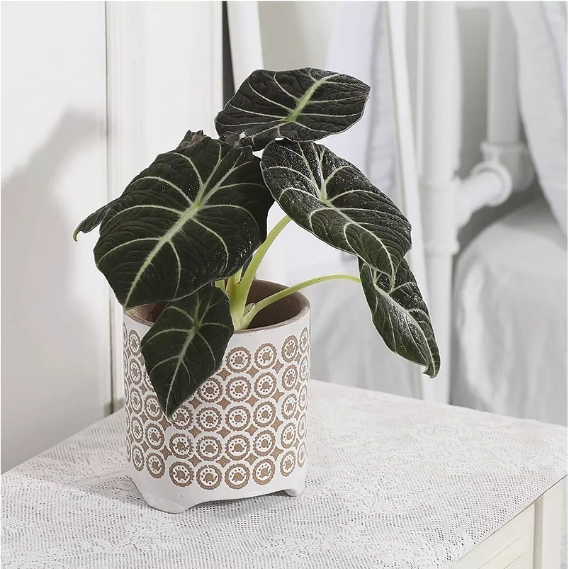 Maceta Cerámica Premium Diseño Esmerilado 14cm Diam x14alto Esmerilado Blanco 2