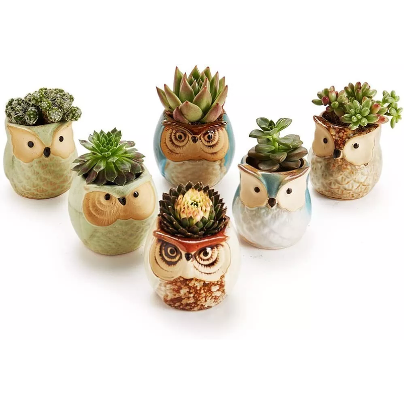 Juego Macetas x6 Cerámica Fina Diseños de Cactus Suculentas 5