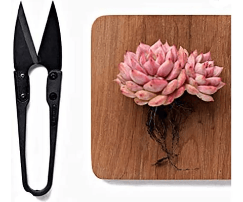 Kit Herramientas De Suculentas y Cactus x12 Piezas Premium