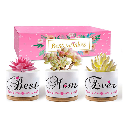 Juego Macetas Cerámica Premium Cactus Suculentas X3unidades 1