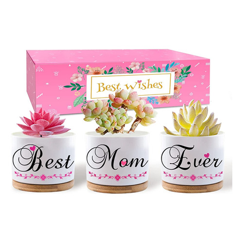 Juego Macetas Cerámica Premium Cactus Suculentas X3unidades 1