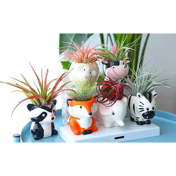 Macetas De Cerámica | Mercado Libre