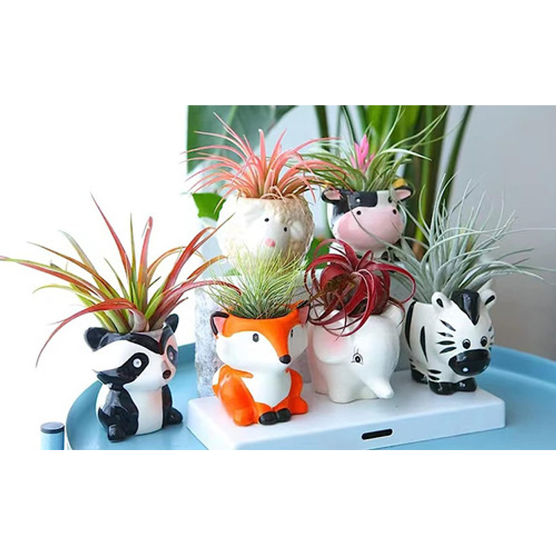 Juego Macetas Cerámica Suculentas Diseño Animalitos x6 Piezas 4