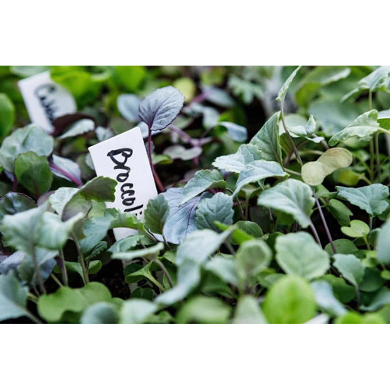 Etiqueta de Plantas Plástica Marcar Rectangular x100 Blanco 5