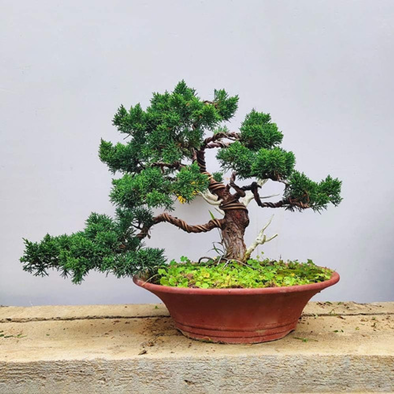 Alambres Entrenamiento Bonsai Aluminio x6 Rollos Total: 60 Mt 6