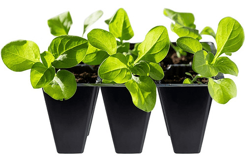 Bandeja Germinacion Semillas Plantas x12 Unid (72 Celdas)