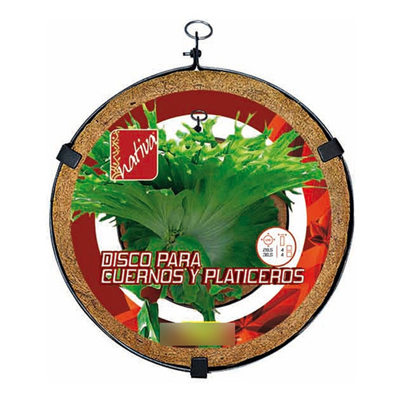 Maceta Tipo Disco Para Helecho Cuerno 36cm diamentro 1