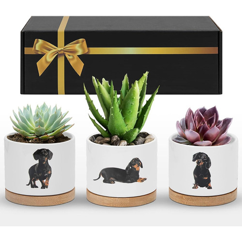 Juego Macetas x3 Unidades Cerámica Premium más plato Diseño Perros 1