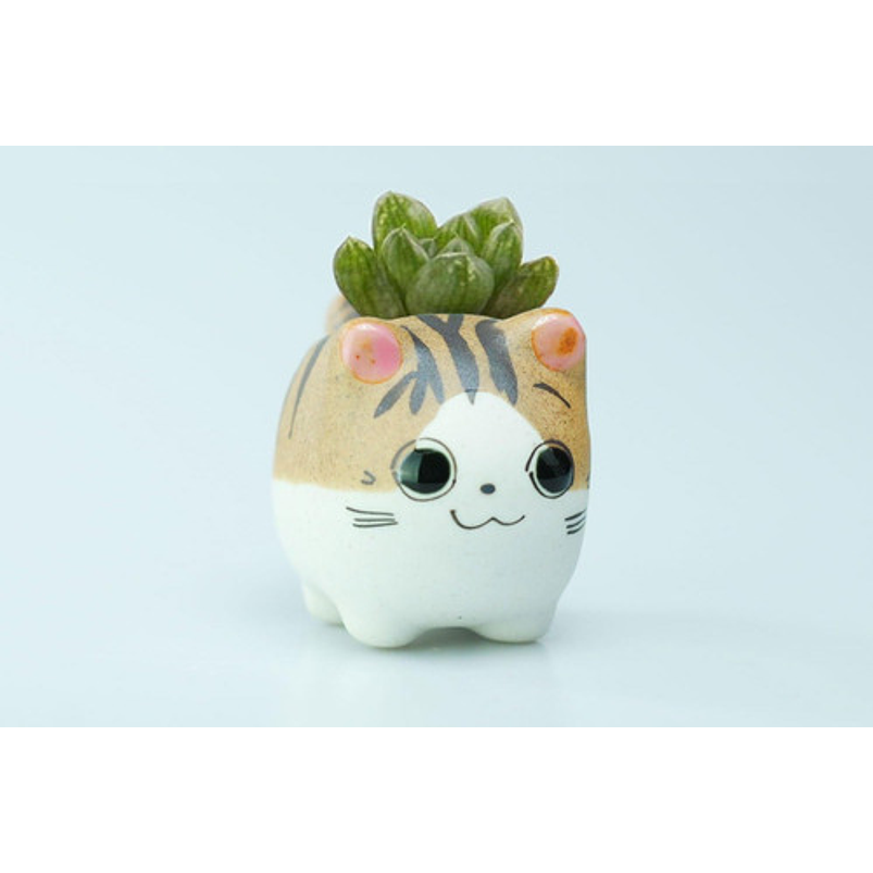 Juego Macetas X5 Unid Cerámica Gaticos Cactus Y Suculentas 7