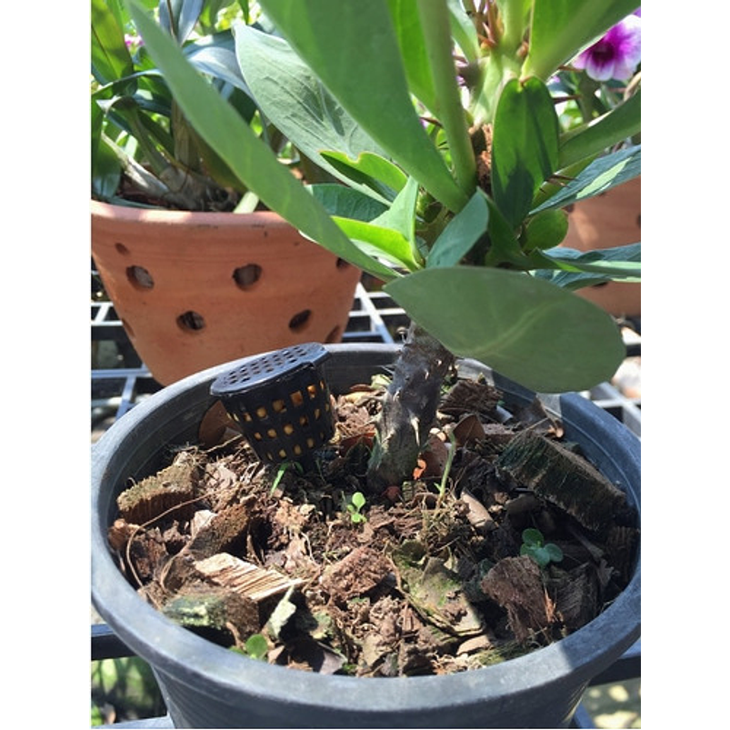 Cestas Maya Dosificación X 20und Fertilizante Plantas Maceta 6