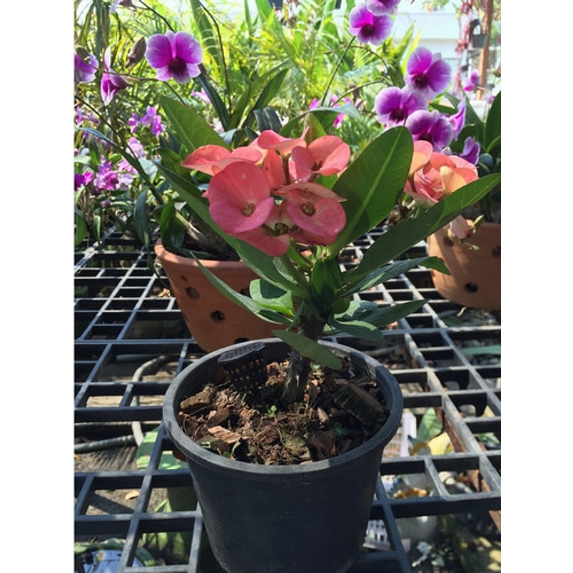 Cestas Maya Dosificación X 20und Fertilizante Plantas Maceta 7