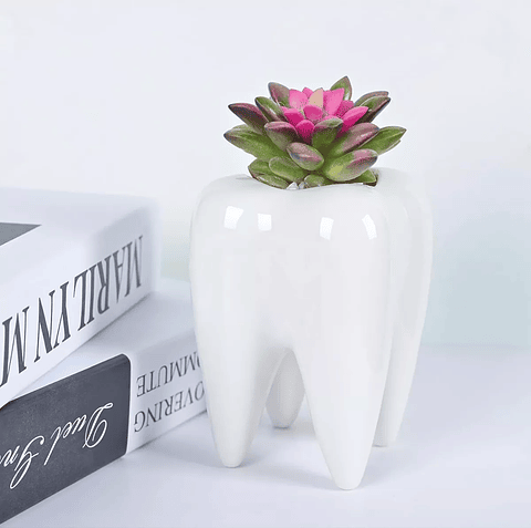 Maceta Cerámica Premium Diente Suculenta 10 centímetros Alto x7cm