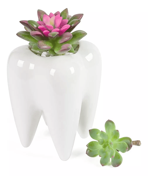 Maceta Cerámica Premium Diente Suculenta 10 centímetros Alto x7cm