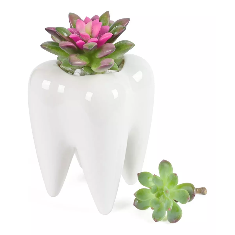 Maceta Cerámica Premium Diente Suculenta 10 centímetros Alto x7cm 1