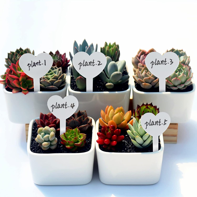 Etiquetas Plantas Siembra Corazón x100 Unidades 18