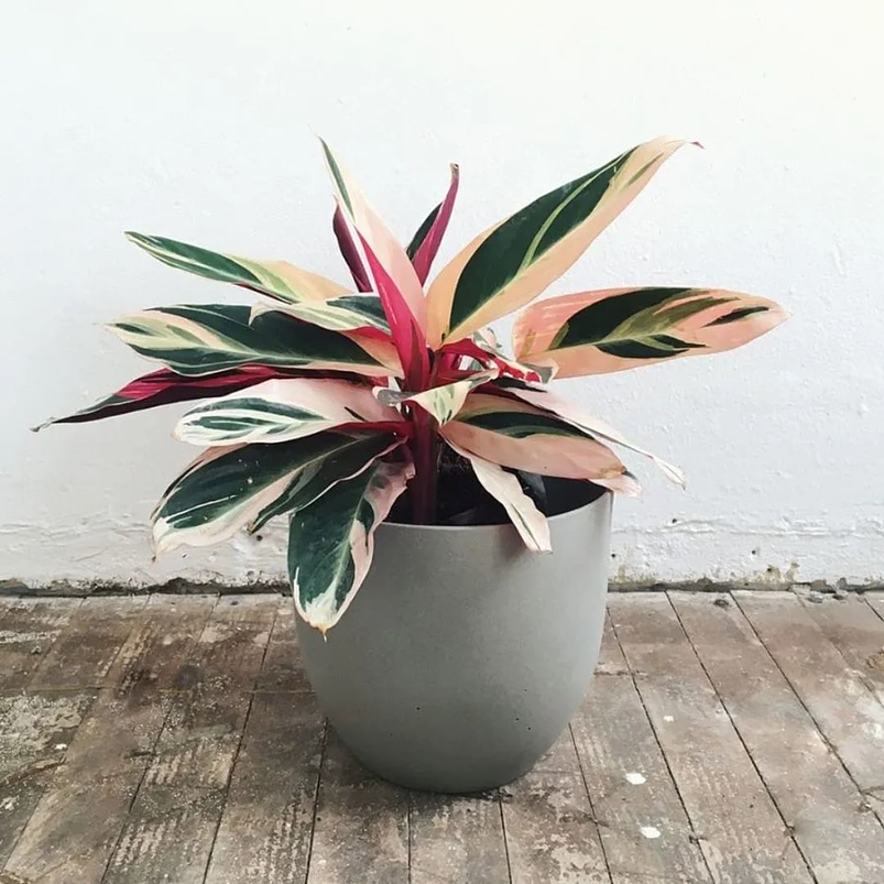 Calathea Triostar En Maceta Tipo Vivero + Sustrato 3