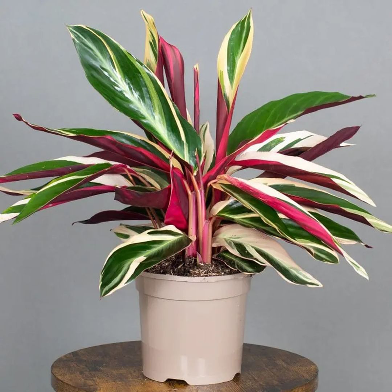 Calathea Triostar En Maceta Tipo Vivero + Sustrato 1