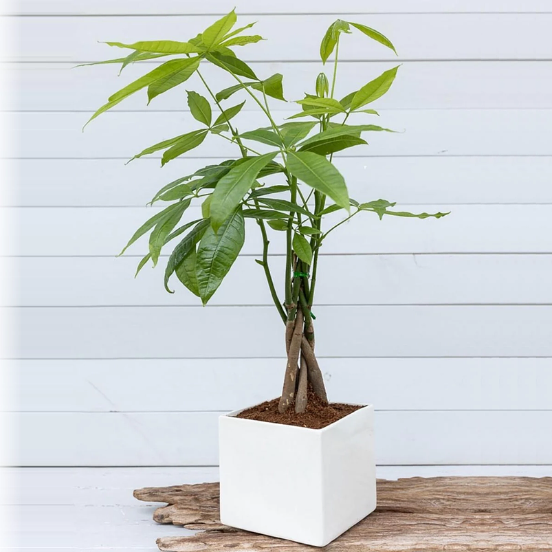 Pachira En Maceta Tipo Vivero Más Sustrato 5