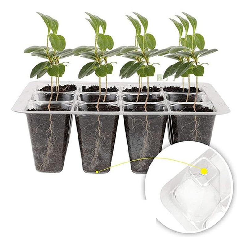 Kit Germinacion X3 Bandejas + Cupula Y Herramientas Plantas 6