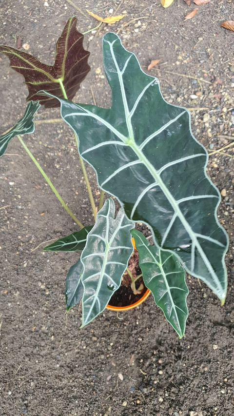 Alocasia Polly 