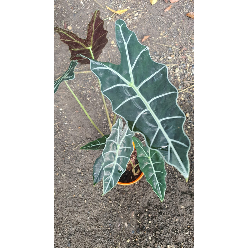 Alocasia Polly  1