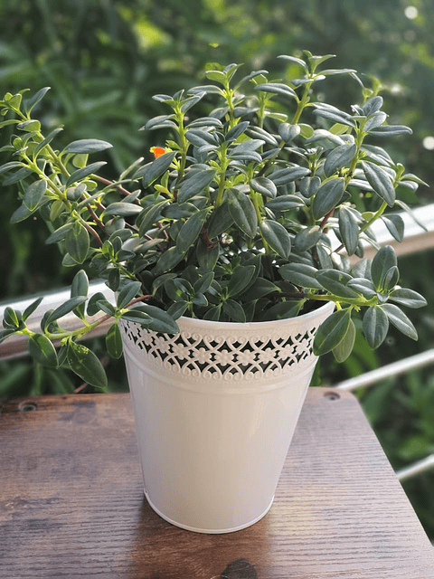 Maceta metálica diseño orilla calada - mediana