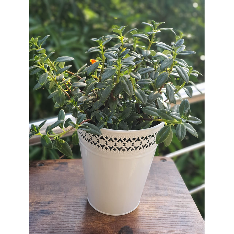 Maceta metálica diseño orilla calada - mediana 1